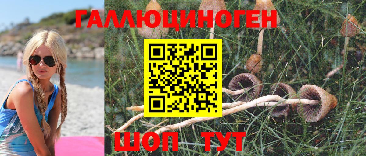 Ульяновск  Псилоцибиновые грибы Psilocybe  Вход с VPN 